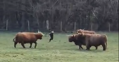 Shocking footage shows out-of-control dog savagely attack Highland cows in Scots park