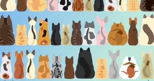 Tricky Brainteaser Challenges You To Find The Cat With No Tail As Fast 