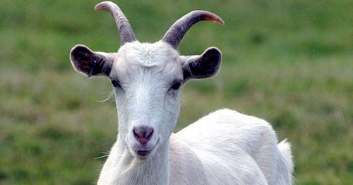 Ukrainian goat leaves Russian ­soldiers injured – after setting off a booby trap