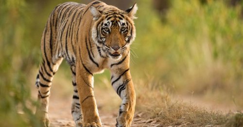 15 Indian villagers killed by tigers in a year as cops warn of 'scary situation'