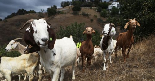 Firefighting goats could be sacked as departments cannot afford salary demands