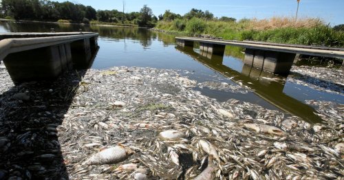 Ten tonnes of dead fish pulled from 'toxic' river after 'gigantic catastrophe'
