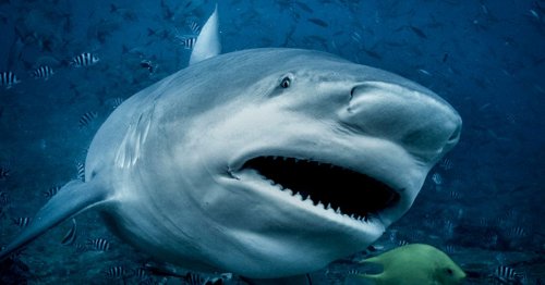 Sharks even more likely to attack humans at time of day experts thought was safe
