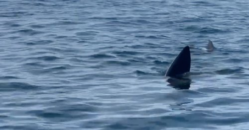 Monster shark spotted swimming along coast of Brit tourist hotspot
