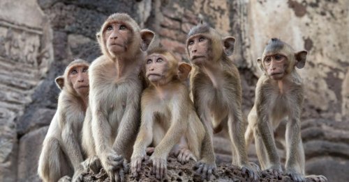 'Gangbanging' horde of 300 monkeys hand themselves into cops before escaping