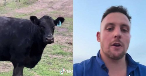 Farmer dubs cow Bonnie Blue as she escapes and gets through 30 bulls in 30 mins
