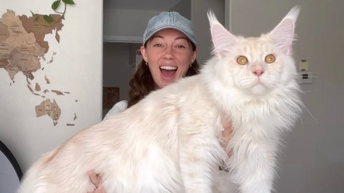 Really Big Cats Flipboard