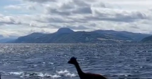 'Loch Ness Monster' sighting was actually an escaped Alpaca going for a swim