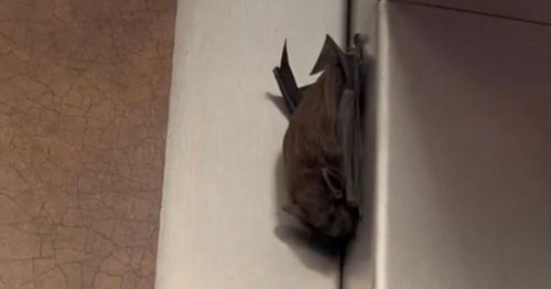 Man gets evicted after exposing £2.5k-a-month bat-infested 'luxurious' apartment