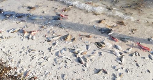 Mysterious 'red tide' causes thousands of fish and octopus to wash up on shore