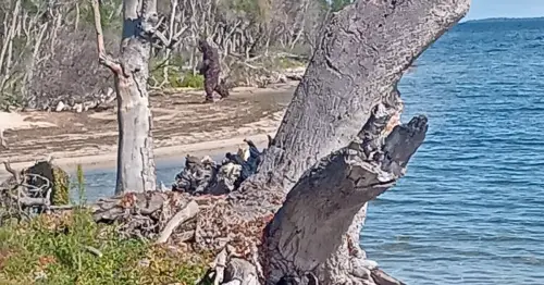 Aussie 'Yowie' pictured on beach – but Bigfoot believers spot something in snaps