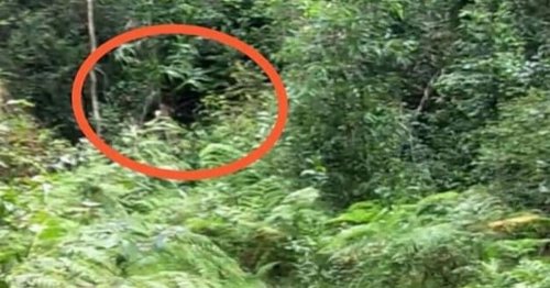 ‘Australian Bigfoot’ spotted lurking in bushes just a few feet from camera