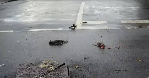 Dead rats and dirty nappies cover street after flash floods overwhelm drains