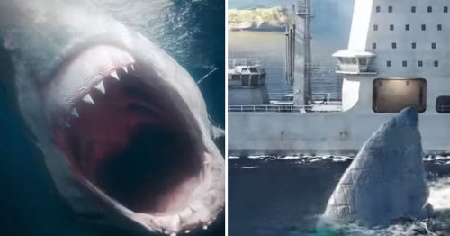 Astonishing video shows a 'megalodon shark attacking ship - breaking it ...