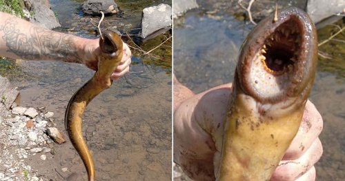 Horrified fisherman lands 'alien' parasite that 'looks like it's from Star Wars'