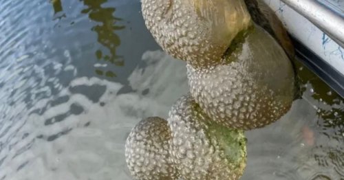 'Alien egg pods' pulled out of reservoir – and they're expected to multiply