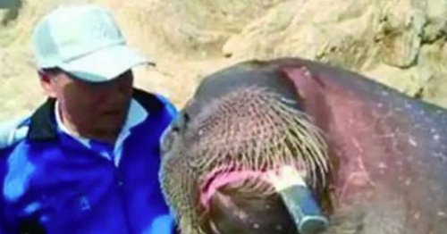 Killer 236st walrus could have been 'provoked' by bloke's 'insane' zoo selfie