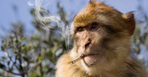 Monkeys and apes chain smoking cigarettes as coronavirus panic grips planet