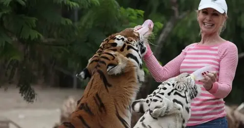 Wildlife conservationist, 66, mauled by tigers she raised from birth