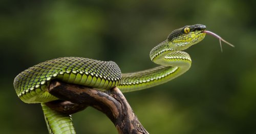 Little girl, 7, attacked by deadly viper as she reached for bunch of bananas