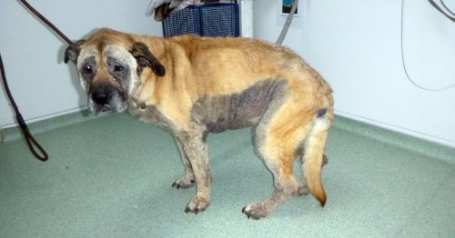 Stray dog found days before Christmas makes recovery after finding forever home