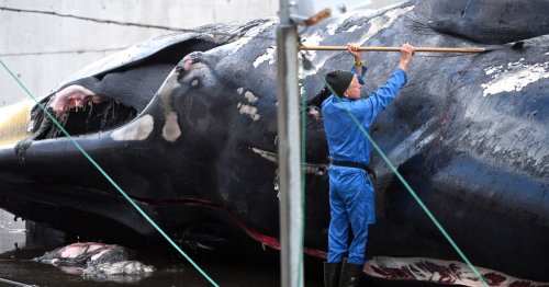 Ugly scenes as huge whales harpooned and butchered as Iceland resumes hunting