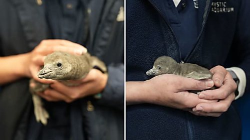 2 Penguin Chicks Born At CT Aquarium: Part Of Effort To Protect Critically Endangered Species