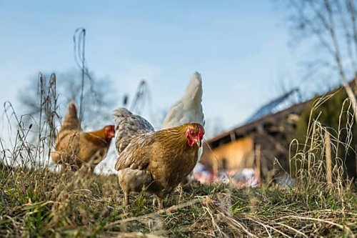 'Highly-Pathogenic' Avian Flu Strain Found In Backyard Flock In Maryland