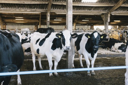 New palm-free fat supplement set to increase milk yields and quality