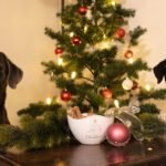 Rezept: weihnachtliche Hundeplätzchen selber machen