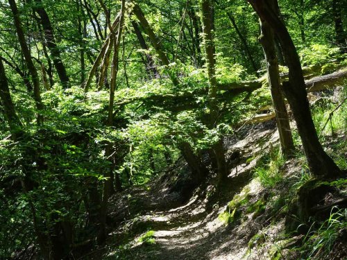 Rundwanderweg Wiedtal