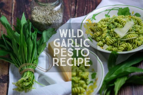 How To Make Wild Garlic Pesto (with Ramps!) - Days of Jay