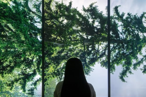 ‘Decenter the human’: How art is shifting the climate conversation