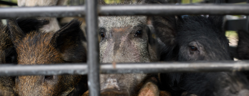Congress pressed to address feral hog invasion threatening American farmland