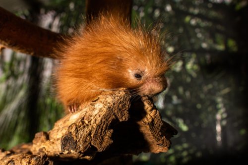 Perhaps This Adorable Newborn Porcupette Could Help You Cope With The Pending Snow Storm | DCist
