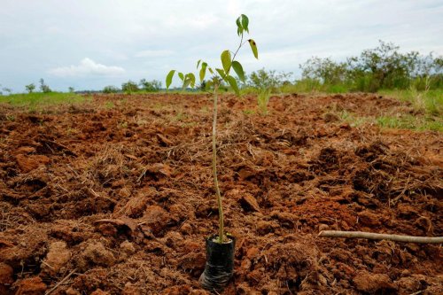 Is tree planting all it's cracked up to be?