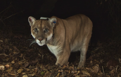 Griffith Park’s Celebrity Cougar P-22 To Be Captured And Evaluated After Recent Close Calls With Humans, Attacks On Dogs
