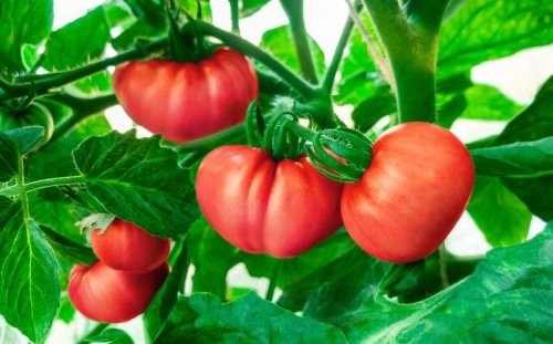 Welcher Dünger für Tomaten: Diese natürlichen Dünger beugen Nährstoffmangel bei den Starkzehrern vor