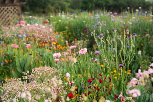 Blumenwiese im Garten anlegen und richtig mähen: So erhalten Sie einen bunten Rasenersatz aus Wiesenblumen