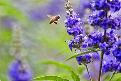 Bienenfreundliche Pflanzen für Balkon und Garten: Liste von winterharten Hecken, Sträuchern und Blumen