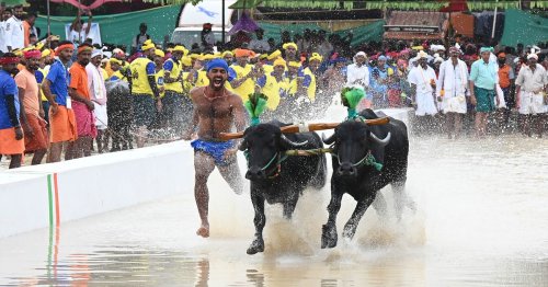 Sleek and majestic’: Buffalo beauties draw thousands to Bengaluru Kambala