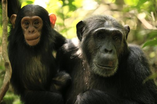 Stream It Or Skip It: ‘Chimp Empire’ On Netflix, A Docuseries About The