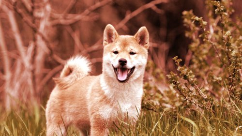 Coinbase Pro to Open Up Trading for Dogecoin Rival SHIB - Decrypt