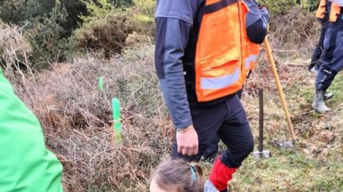 Muskiz reforesta Peña Corbera con 65 encinas en el Día del Árbol