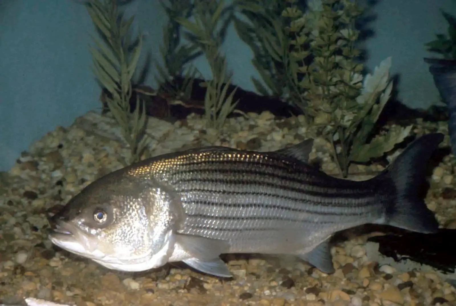 As oceans warm, predators are falling out of sync with their prey