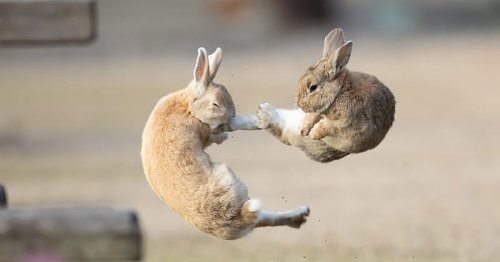 Les photos de ces deux lapins en train de se battre sont juste exceptionnelles
