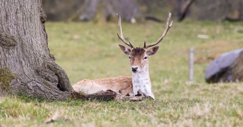 Police warning after spike in deer collisions