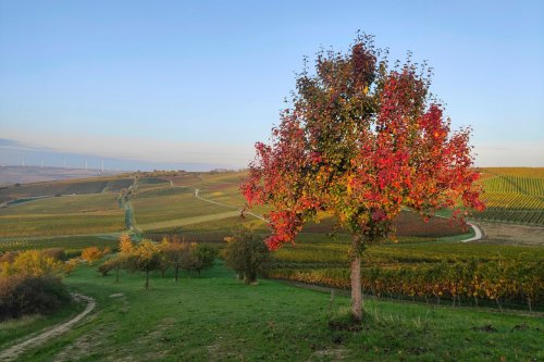 Herbststimmung am Selzbogen in Rheinhessen