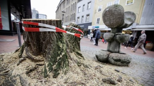 Gelsenkirchen: Anwohner geschockt – beliebter Baum gefällt! Jetzt begründet die Stadt die Entscheidung
