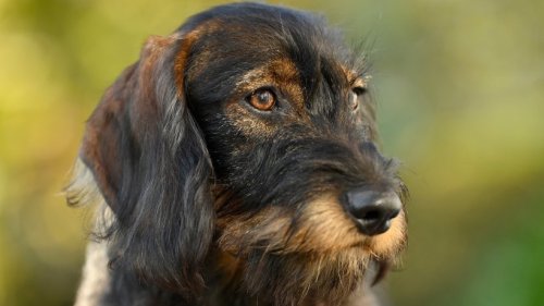 Hund: Herrchen sucht verzweifelt nach Vierbeiner – ausgerechnet HIER wird er gefunden